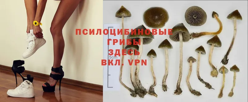 Псилоцибиновые грибы Psilocybe  mega вход  Добрянка 